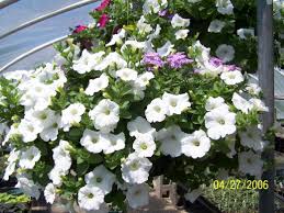 the gardeners companion how to grow wave petunias dengarden