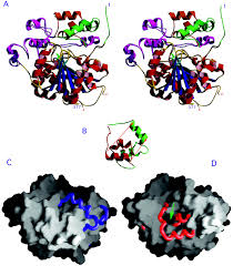 Lütfen tahmini varış saatinizi 16. Crystal Structure Of The Open Form Of Dog Gastric Lipase In Complex With A Phosphonate Inhibitor Journal Of Biological Chemistry