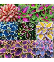 Image result for Coleus eminii