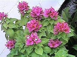 Daftar nama bunga, gambar bunga cantik, indah, unik, dan langka, lengkap dengan penjelasannya. Ooi S Flora Malaysiana Ver 1 0 Bougainvillea 1997 2002