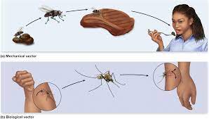 Vector Transmission Life Cycles Vector Cycle