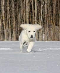 White golden retriever puppies near me. English Cream Golden Retriever Puppies For Sale Pristine English Creams