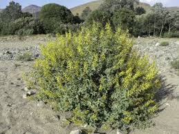 Image result for Adenocarpus