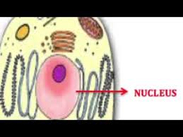 Maybe you would like to learn more about one of these? Topic Animal Cell Youtube