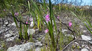 Image result for Ixia