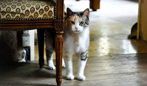 Meine katze macht großes geschäft nicht ins klo. Katze Kotet Auf Teppich Katzenschlau De