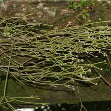 Image result for Centemopsis filiformis