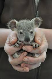 Cheezburger On Twitter Cute Animals Animals Baby Animals