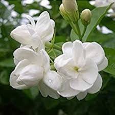 Usda growing zones 9 and 10 offer the best outdoor growing conditions for arabian jasmine. Jasminum Sambac Mogra Arabian Jasmine Plant Nature Rabbit
