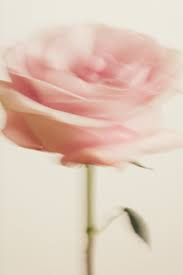 Maybe you would like to learn more about one of these? Flower Arranging Flowers Love Flowers Flowers Photography