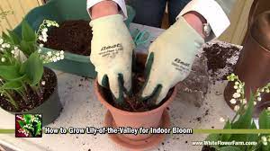 Separate the pips, if they are bundled together, and gently pull clumps with multiple pips apart so that. How To Grow Lily Of The Valley Indoors White Flower Farm Youtube
