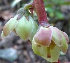 Image result for Alectra picta