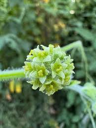 Image result for Sicyos