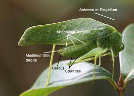 Image result for Anthospermum usambarense