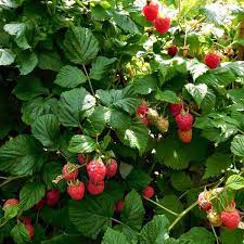 Raspberries will start producing fruit a year after planting. Raspberry Ruby Beauty Summer Fruiting Plants James Mcintrye Sons