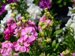 Check spelling or type a new query. 13 Gorgeous Flowers That Start With G