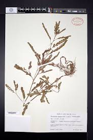 Image result for Phyllanthus boehmii