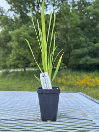 Image result for Pycnostachys reticulata