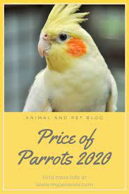 How Much Is A Parrot To Cost In 2021 Parrot Caique Parrot Parrot Pet