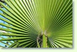 Check spelling or type a new query. Washingtonia Palme Pflege Der Palme Pflanzenfreunde Com