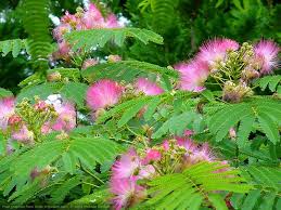 Image result for Albizia