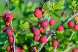 Bred for disease resistance to white pine blister rust. How To Grow Gooseberries