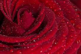You can also upload and share your favorite roses roses wallpapers for desktop. Rose Flower With Water Drops Wallpaper Rose Red Rose Wallpaper For You Hd Wallpaper For Desktop Mobile