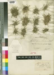 Image result for Eleocharis minuta