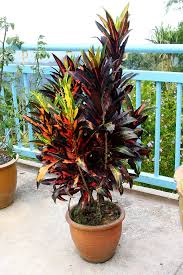Image result for Chlorophytum angustissimum