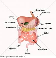 The pancreas is located dorsal to the spleen and within a fold of the duodenum and stomach. Anatomical Structure Vector Photo Free Trial Bigstock