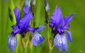 The Word Iris Means Rainbow Iris Is The Flower Of The Greek Goddess Iris Who Is The Messenger Of Love In The Language Of Flo Iris Language Of Flowers Flowers