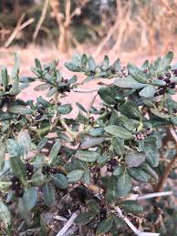 Image result for Zaleya