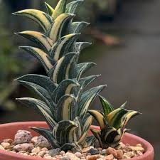 Image result for Blumea adamsii