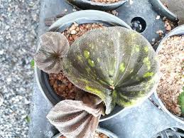 Image result for Nervilia