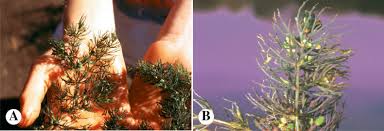 Image result for Ceratophyllaceae