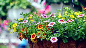 Wholesale wedding supplies online from australia — your order posted within 24hrs. Best Plants For Hanging Baskets 10 Picks For Stunning Displays Up High Gardeningetc
