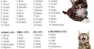 Can You Name Your Cat In Addition It Looks Sounds Plays Should You Copy Different Cats Names Find Some Thing Original And U Cat Names Cats Funny Cat Names