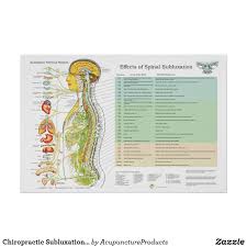 chiropractic subluxation spinal nerves ans chart zazzle