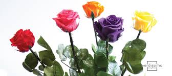 Some of these colors are in sync with the symbolic meaning of the ranunculus flower and some of them give it a completely different symbolism. The Meaning Of Roses According To Their Colour Verdissimo