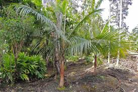 Image result for Acanthophoenix