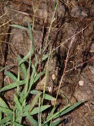 Image result for Digitaria gymnostachys