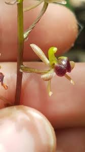 Image result for Liparis nervosa