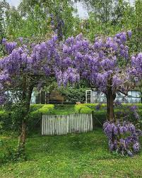Blooming Arbor Purple Green Garden Arbor Purple Nature Flowers Gorgeous Gardens English Garden Style Wisteria Pergola