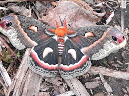 Image result for Cecropia