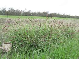 Image result for Cenchrus ciliaris