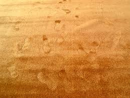 You can rake your carpet before vacuuming, to loosen debris and fibers for better vacuuming results.; Carpet Shading Footprints Pooling