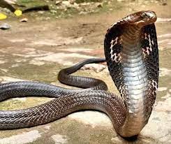 Hence people are advised against planting these plants in their homes. What Plants Attracts Snakes Quora