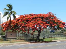We did not find results for: 90 Best Flowering Trees For Florida By Color W Photos Progardentips