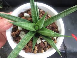 Image result for Sansevieria dawei