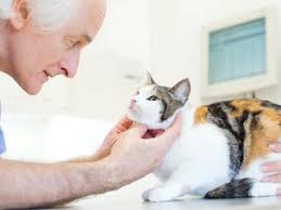 After a second or two the page will refresh with a list of vets in your county. Veterinary Doctor Nearby London United Kingdom Addresses Websites In Health Directory Maps Me Download Offline Maps